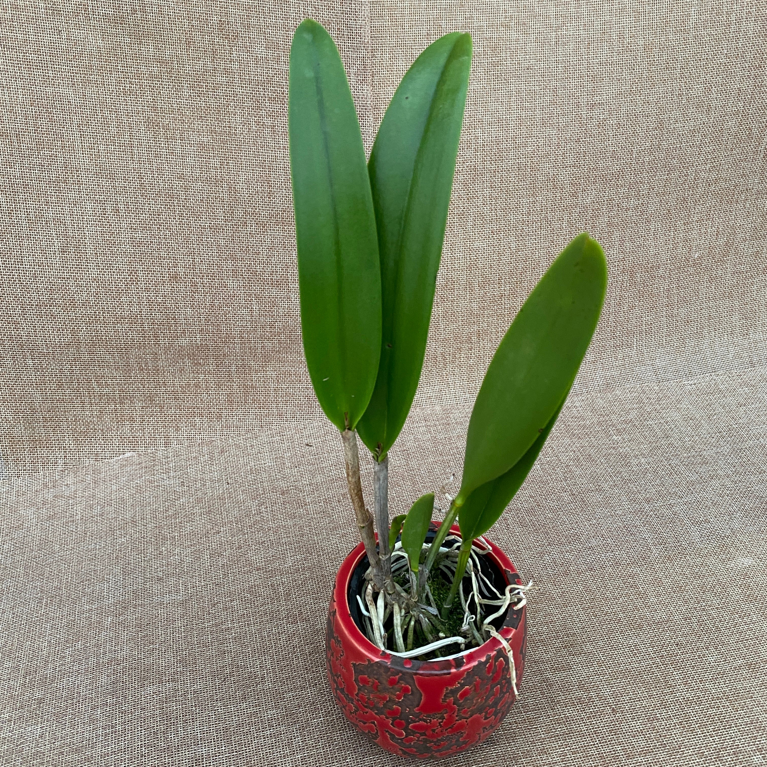 Bc. Keowee 'Mendenhall' AM/AOS duftend