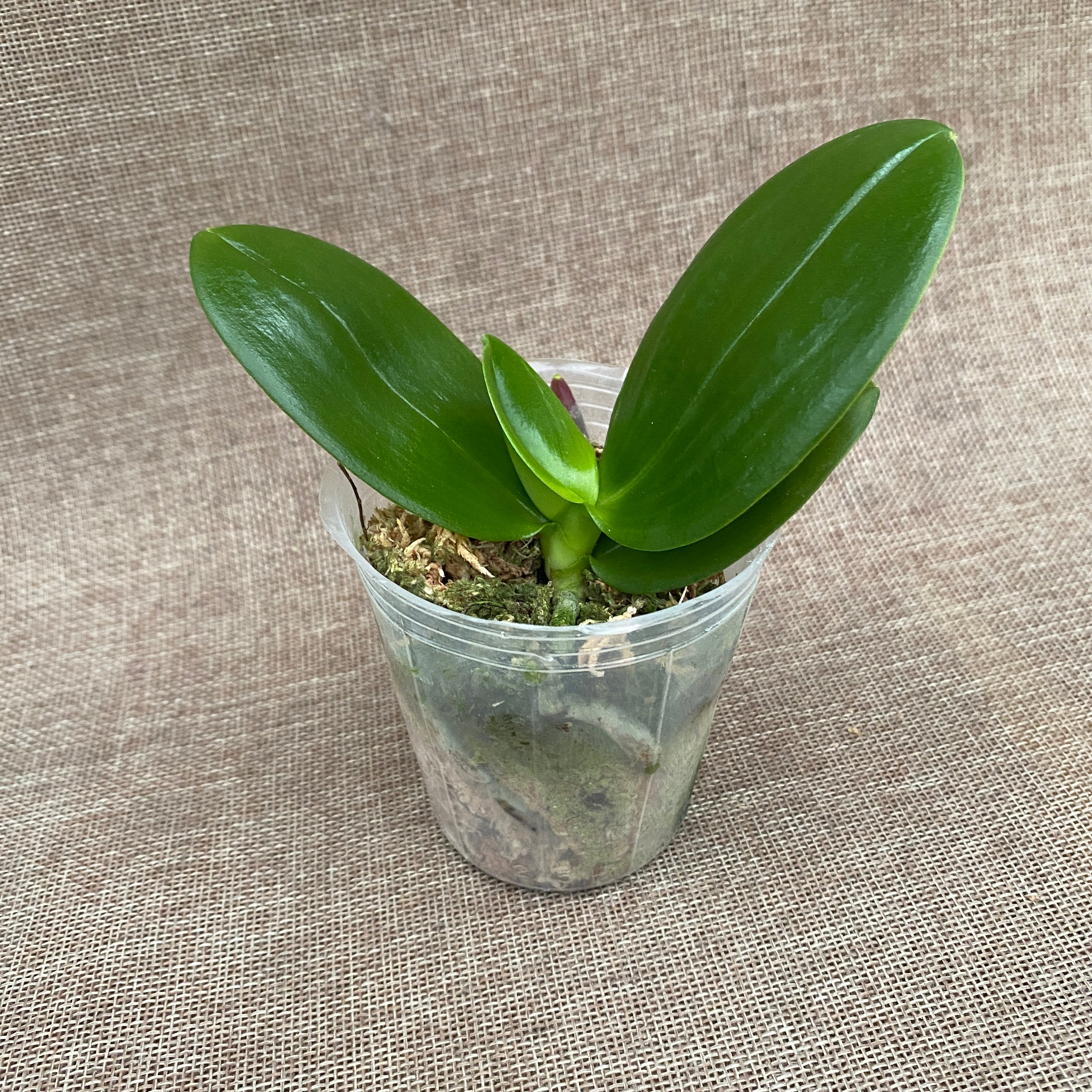 Phalaenopsis Miro Sun Beauty '3110' parfumat