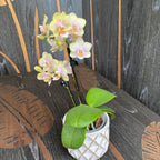 Phalaenopsis Martina parfumata