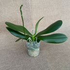 Phalaenopsis Chienlung Black Conch × Cornustris