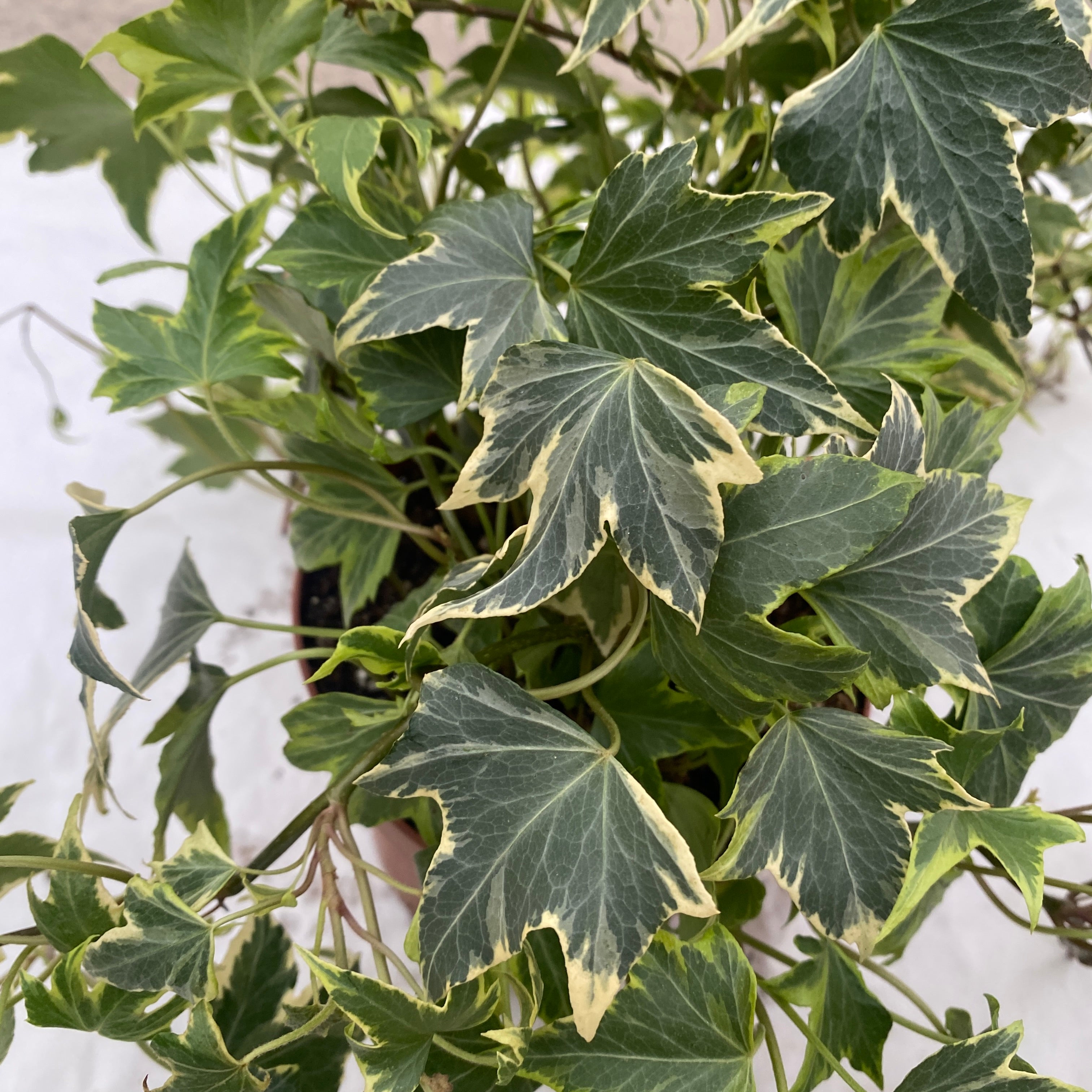 Iedera - Hedera helix 'White Ripple'