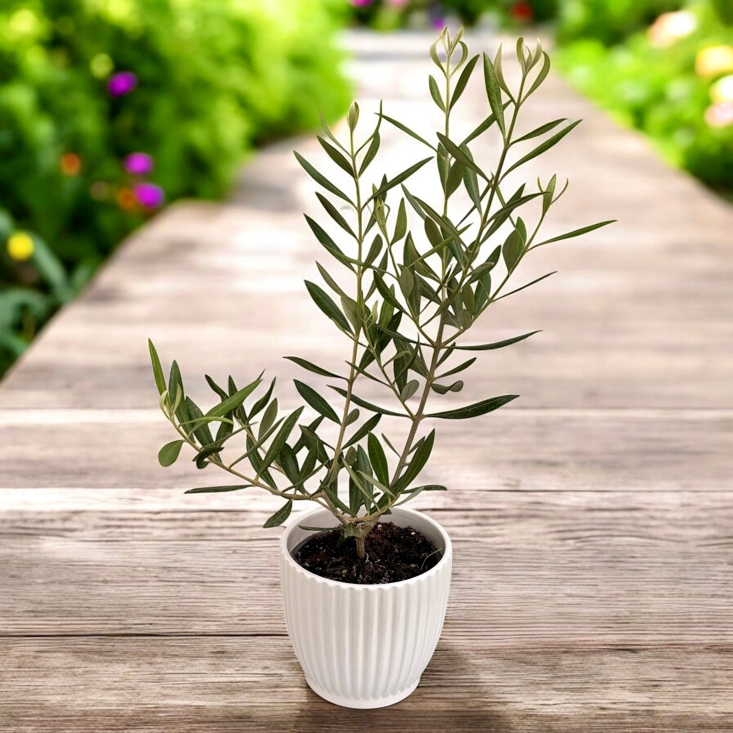 Maslin (Olea europaea) – simbol mediteranean al longevitatii, frumusetii si rezistentei