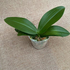 Phalaenopsis Liu's Triprince 'PYL' * parfumé