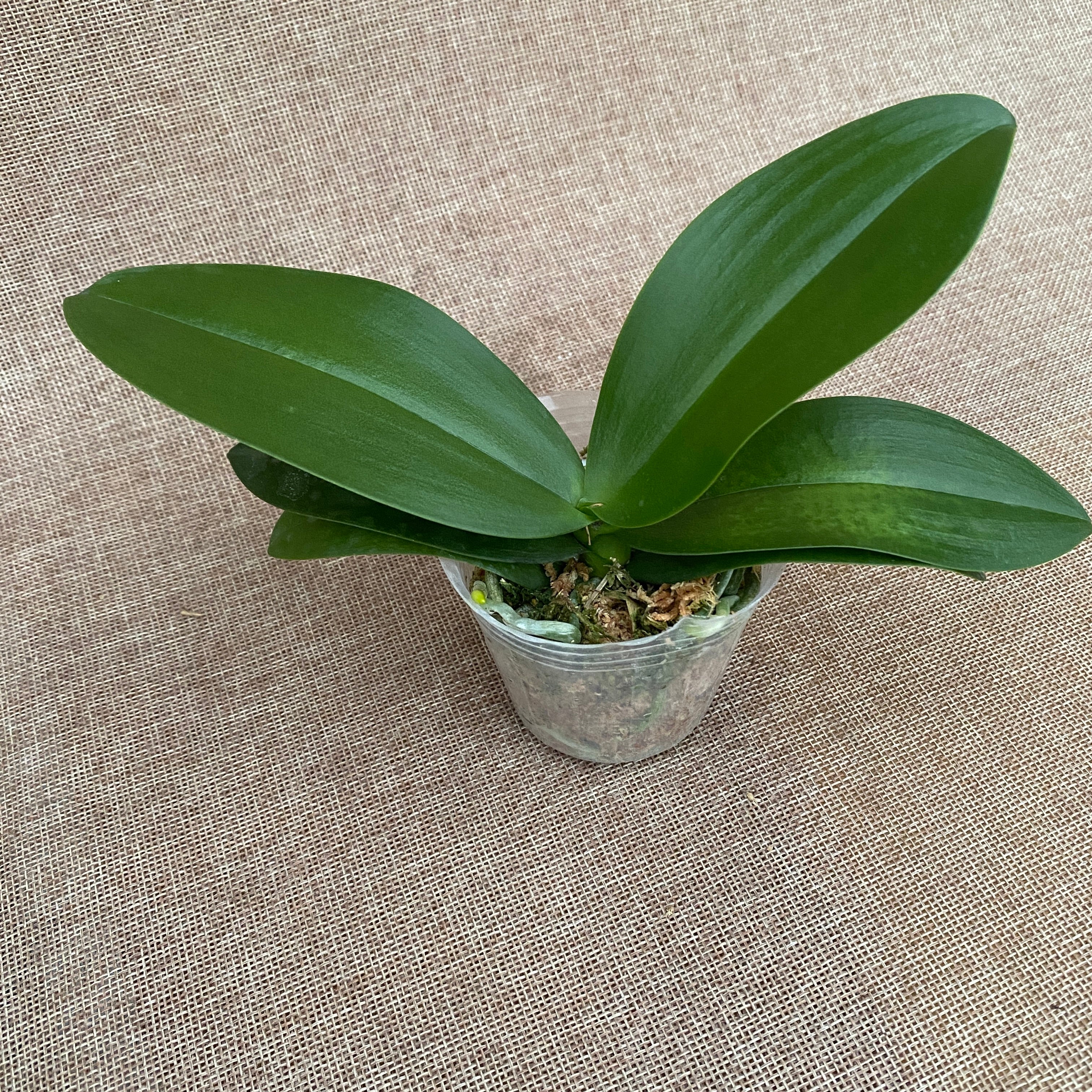 Phalaenopsis Liu's Triprince 'PYL' * duftend