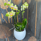 Phalaenopsis Yellow Sun - flori parfumate