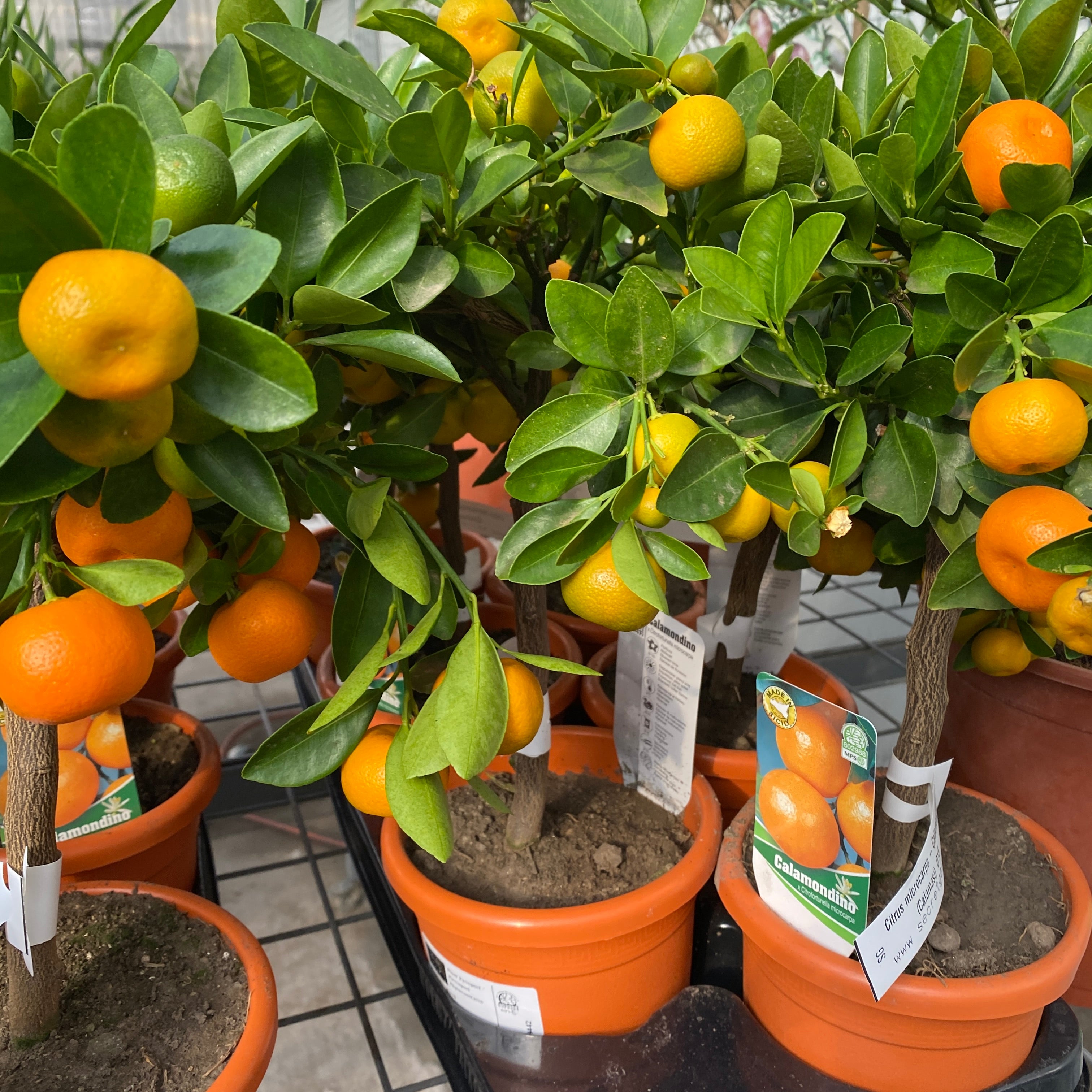 Citrus microcarpa - Calamondin (Calamasi) pe picior H45 cm