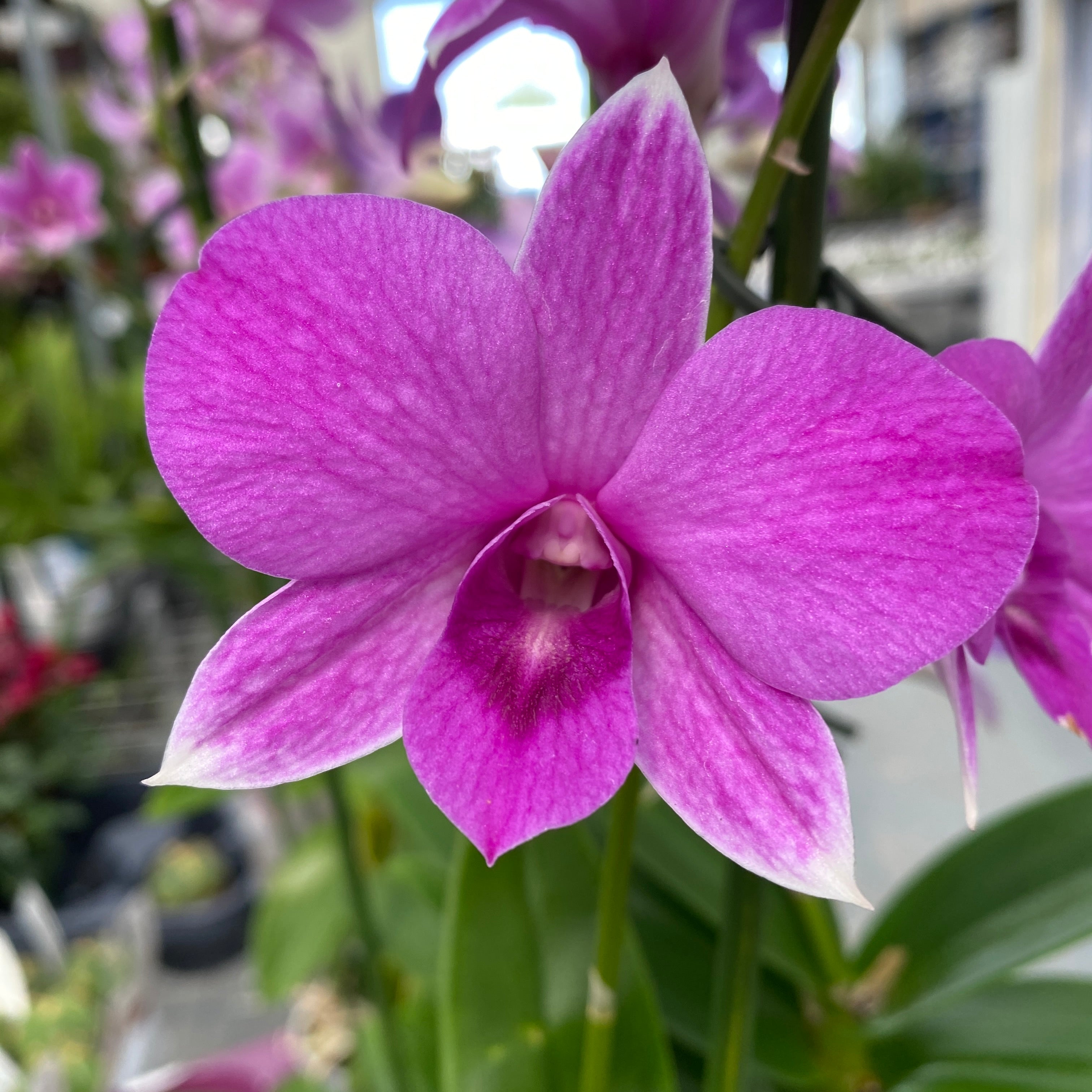 Dendrobium Phalaenopsis Coconut Pink