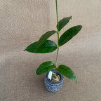 Hoya danumensis - fragrant flowers