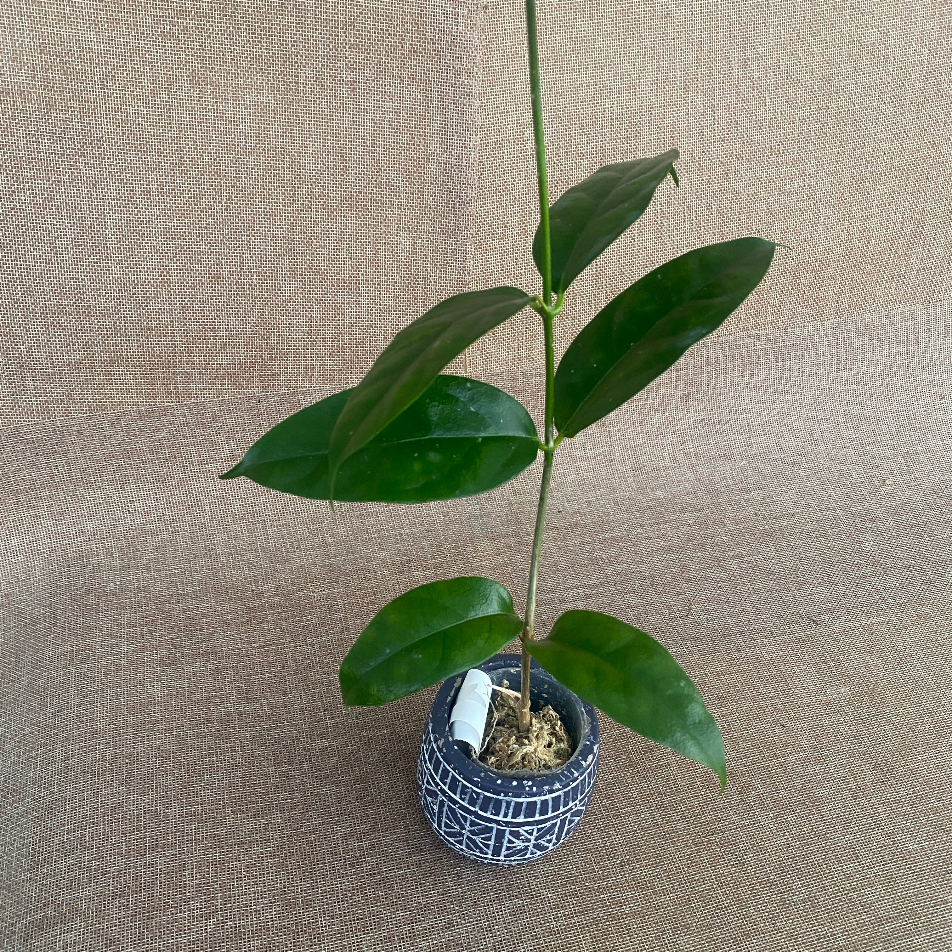 Hoya danumensis - flori parfumate