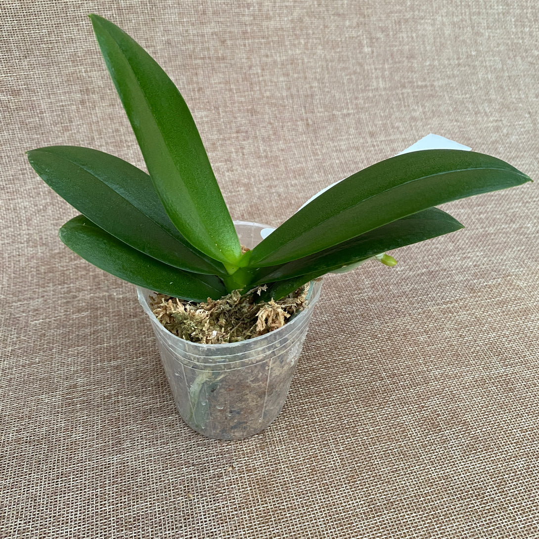 Phalaenopsis Younghome Lucky Star '0018' (peloric)