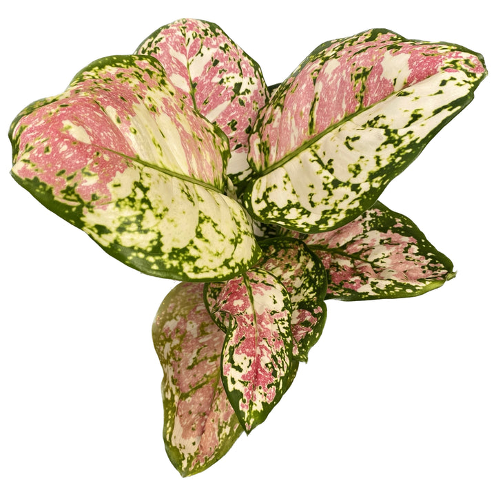 Aglaonema 'Jazzy Red'