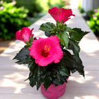 Hibiscus 'Juno'- flori XL roz intens