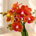 Phalaenopsis Soft Touch - geparfumeerd