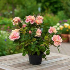 Rosa ‘Gosia’ - trandafir pitic bicolor, flori roz si crem
