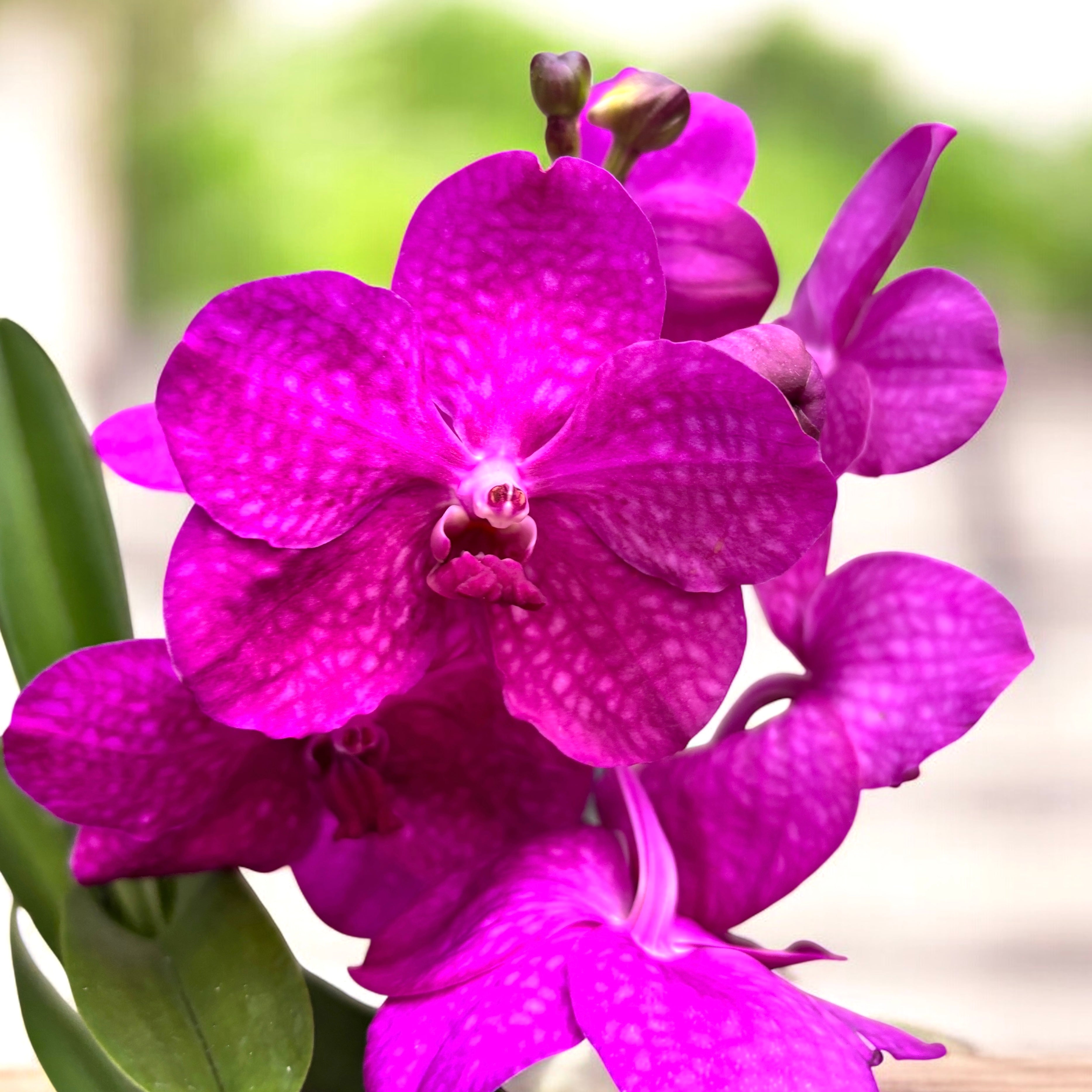 Vanda Tayanee Cerise (Ansu)