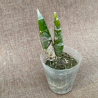 Fredclarkeara After Dark 'Sunset Valley Orchids' FCC/AOS