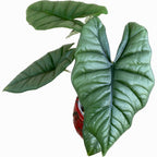 Alocasia Bisma