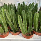 Stapelia leendertziae - strange, fascinating, and unique succulent