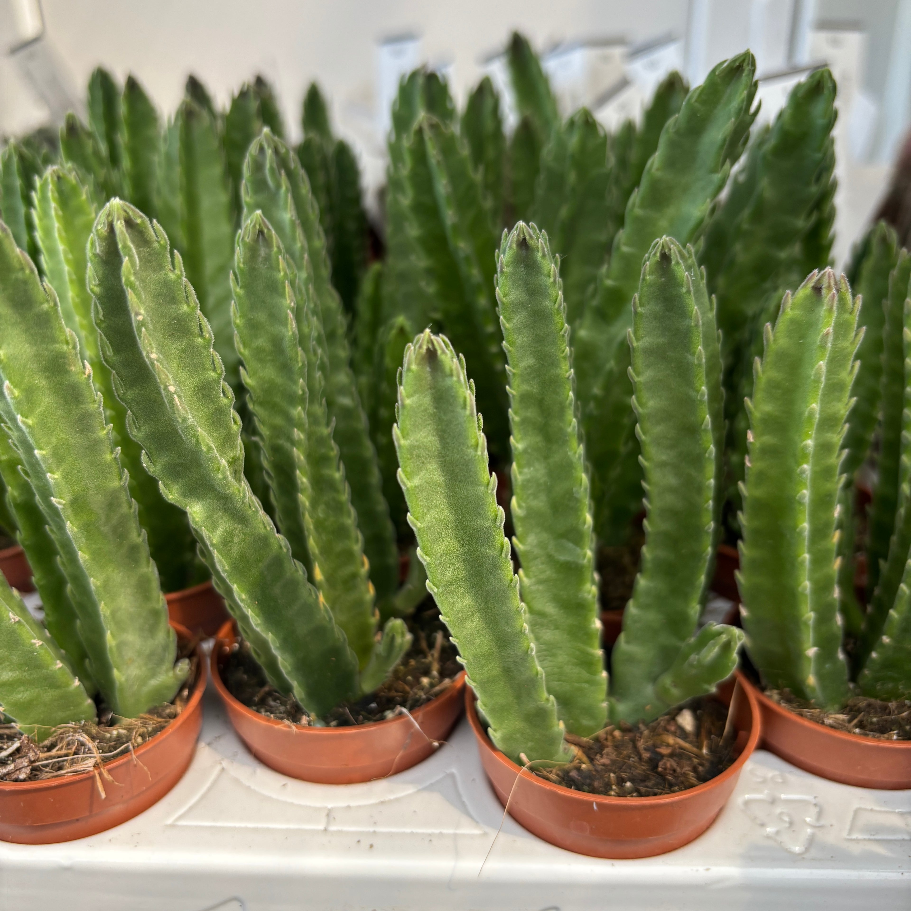 Stapelia leendertziae - seltsame, faszinierende und einzigartige Sukkulente