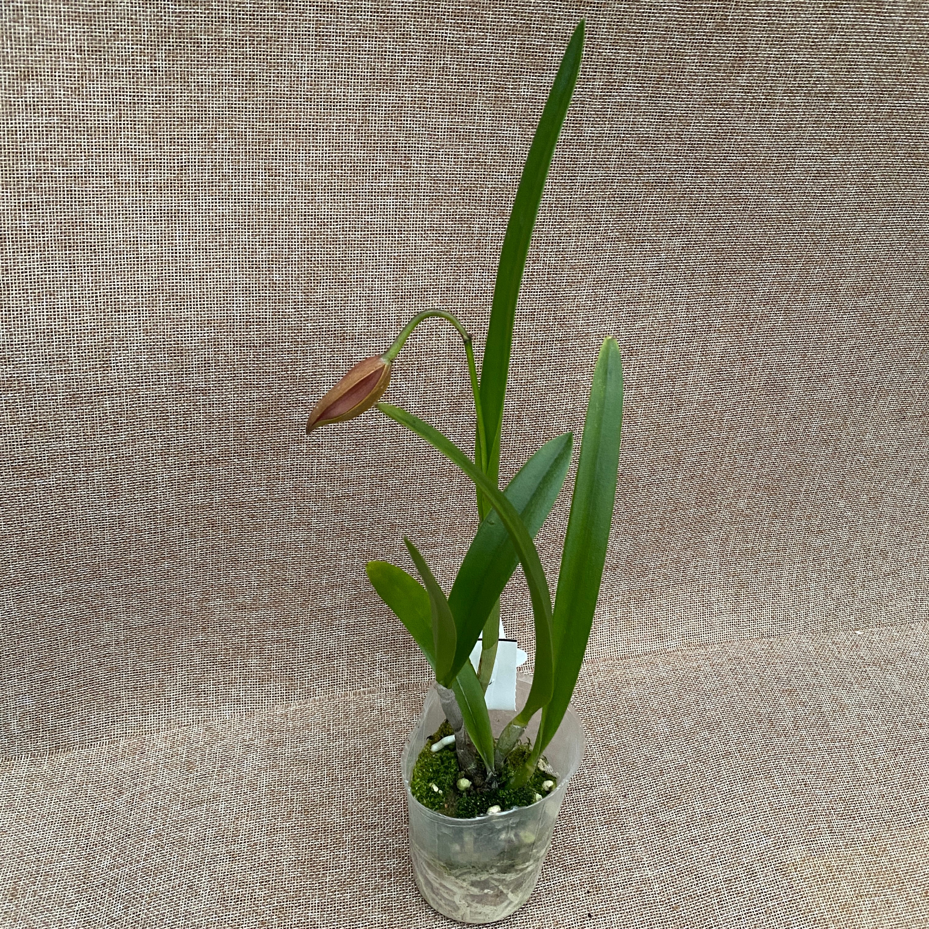 Bc. Golden Glory 'Apollo' SM/TOGA parfumata