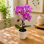 Phalaenopsis Victoria - XXL цвете (14 см)