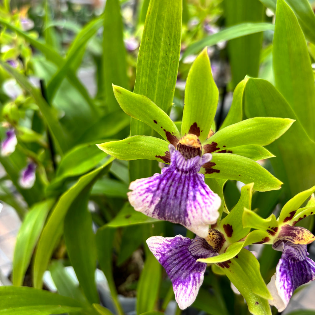 Zygopetalum 'Impasto Green' - profumato