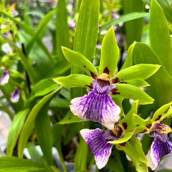 Zygopetalum 'Impasto Green' - duftend