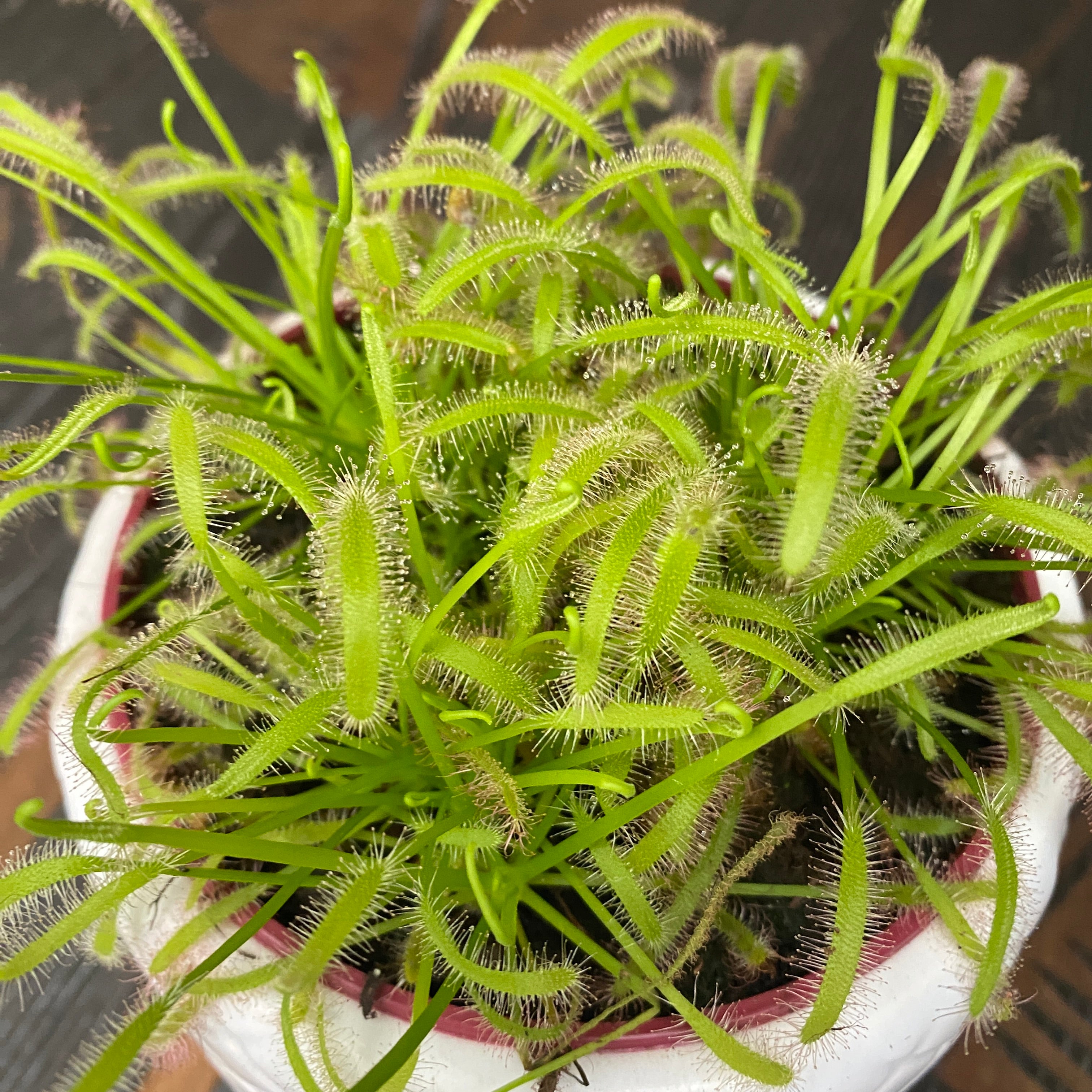 Drosera Capensis ‘Alba’ - Roua cerului D12