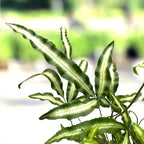 Pteris cretica 'Albolineata' - feriga cu aspect exotic