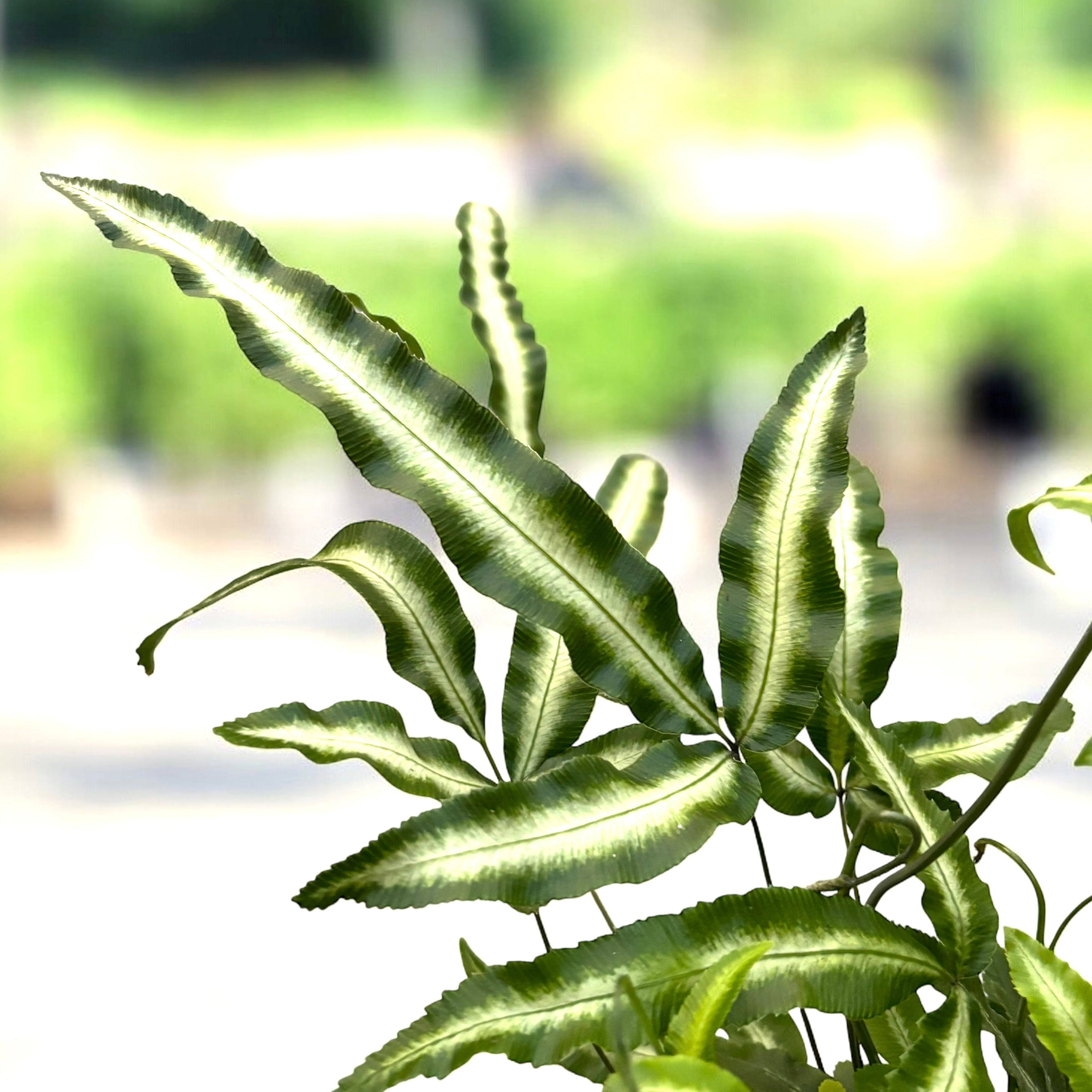 Pteris cretica 'Albolineata' - feriga cu aspect exotic