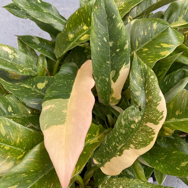 Philodendron 'Ring of Fire' D6 (babyplant)