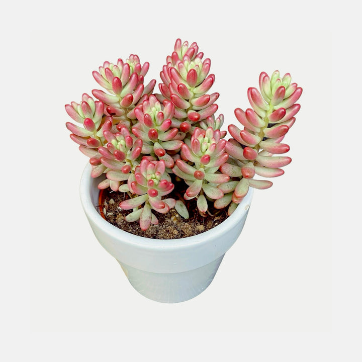 Sedum rubrotinctum 'Aurora' (Pink Jelly Bean)