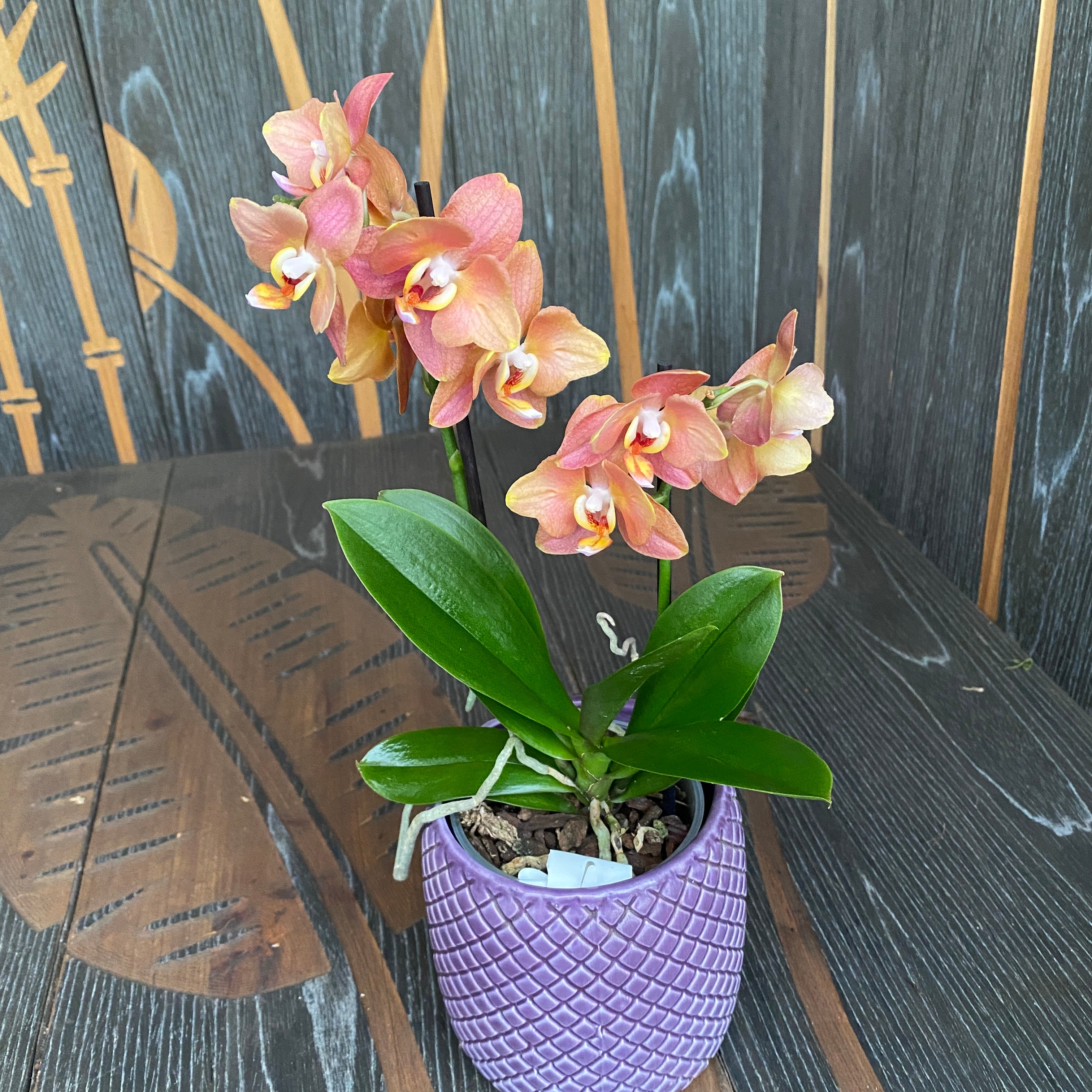 Phalaenopsis Hornglin (Phal. 109311) (flori pelorice)