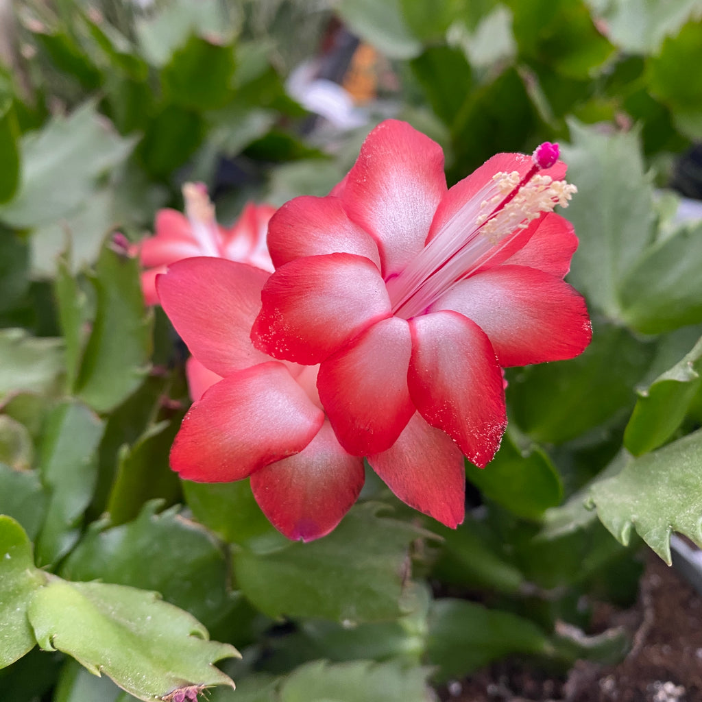 Schlumbergera ‘Danica Red’ (Joulutähti) 2pp