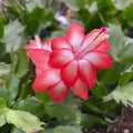 Schlumbergera ‘Danica Red’ (Karácsonyi kaktusz) 2pp