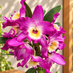 Dendrobium Nobile Akatsuki - fragrant