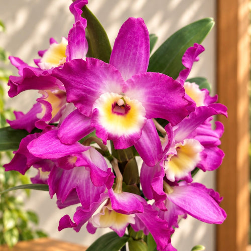 Dendrobium Nobile Akatsuki - parfumat
