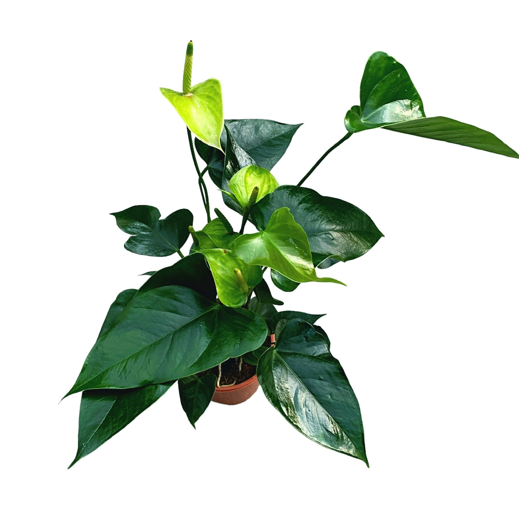 Anthurium mix D14 – eleganta exotica