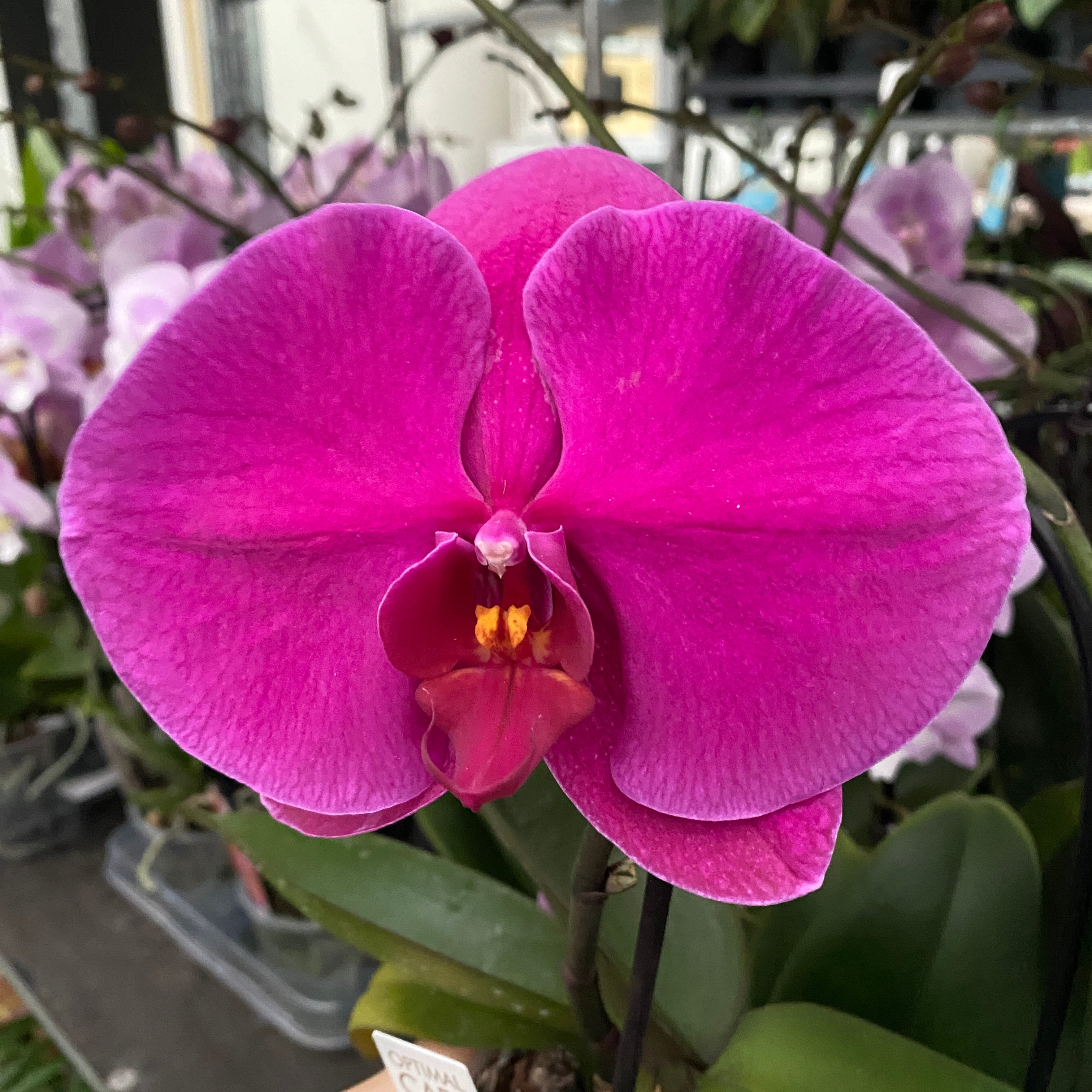 Phalaenopsis Singolo Shima - floarea XXL