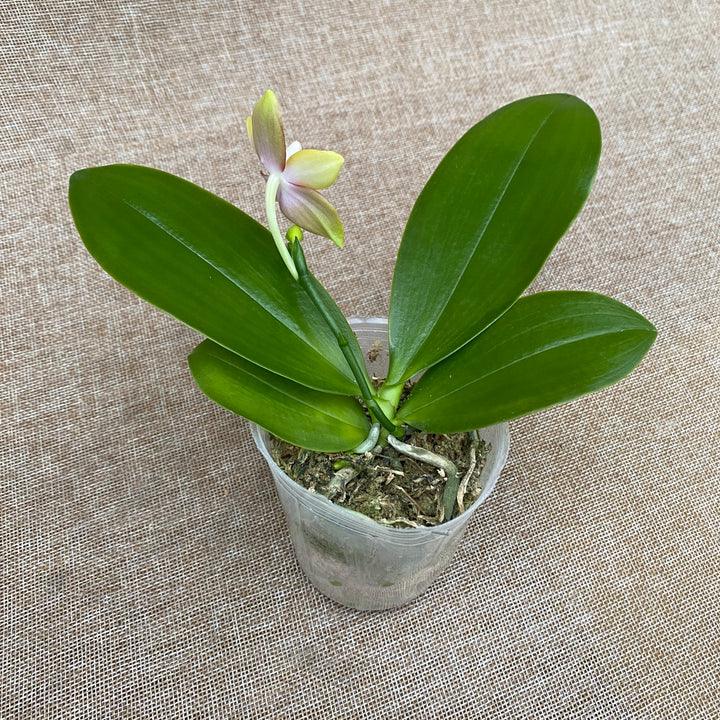 Phalaenopsis Tying Shin Fly Eagle