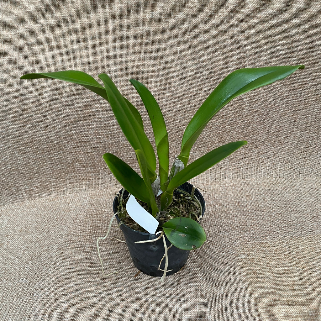 Rlc. Nakornchaisri Red 'Red Papaya'