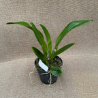 Rlc. Nakornchaisri Red 'Red Papaya'