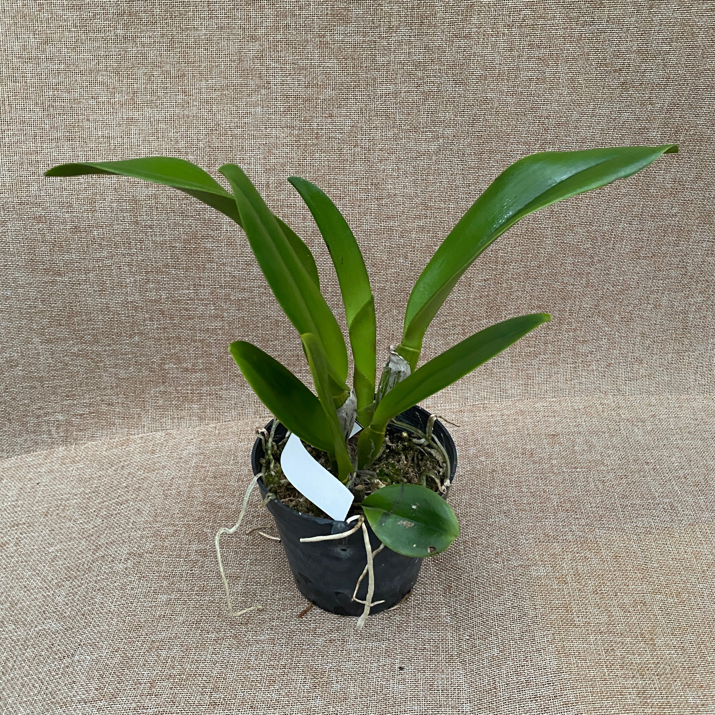 Rlc. Nakornchaisri Red 'Red Papaya'