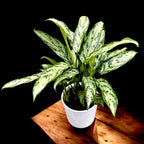 Aglaonema ‘Silver Queen’ – frunzis argintiu si intretinere usoara