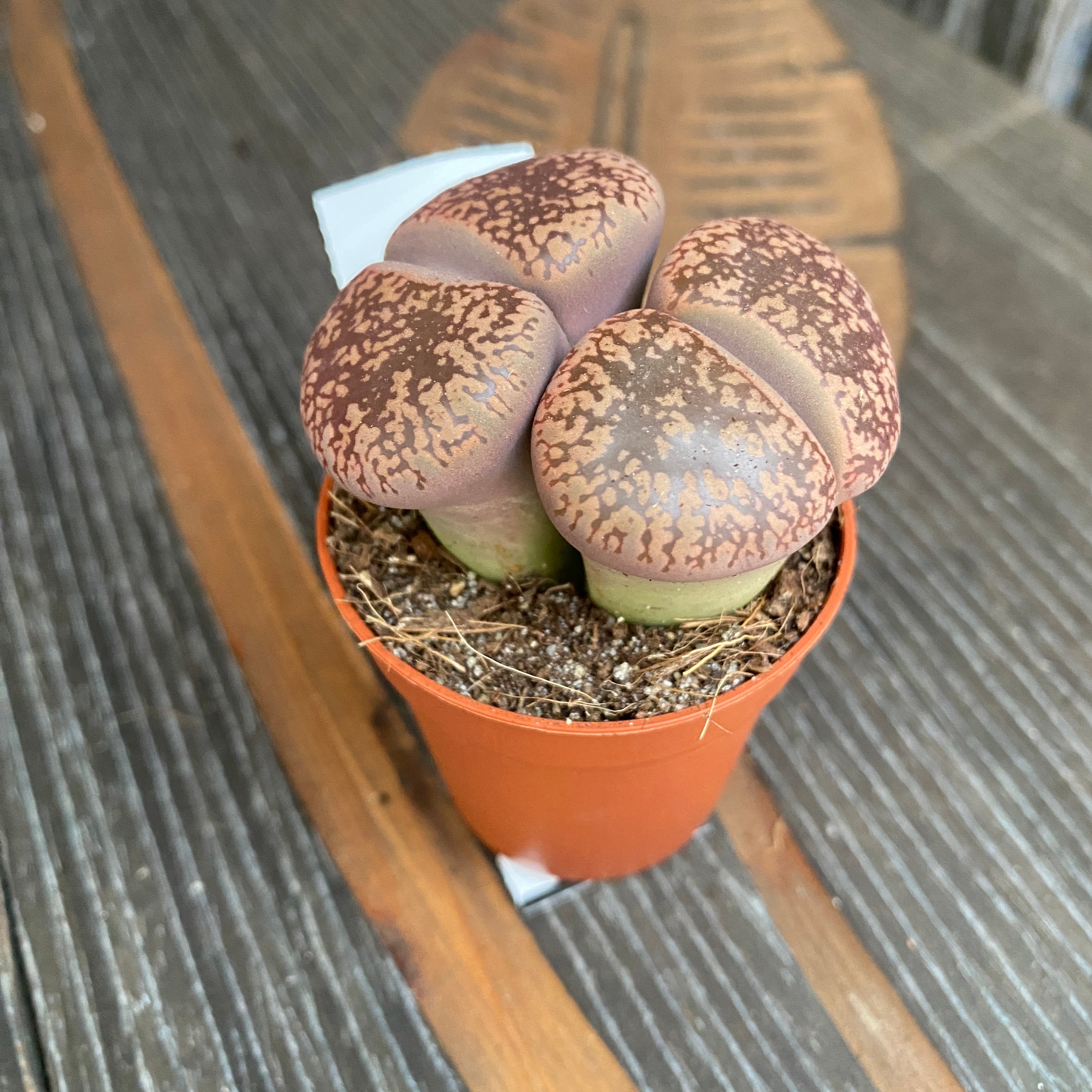 Lithops aucampiae