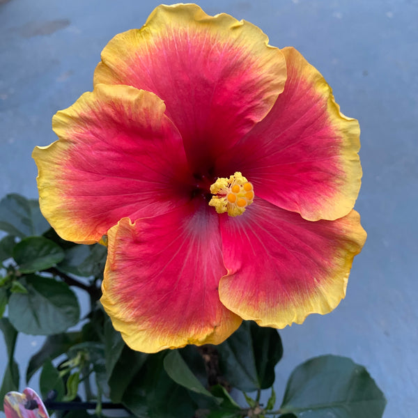 Hibiscus Hawaii ‘Long Life’ Tivoli