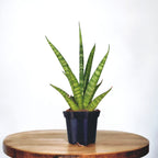 sansevieria pineapple Sansevieria cylindrica 'Pineapple' – Secret Garden Plant Shop