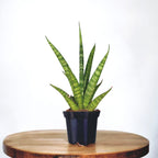 Sansevieria cylindrica 'Pineapple'