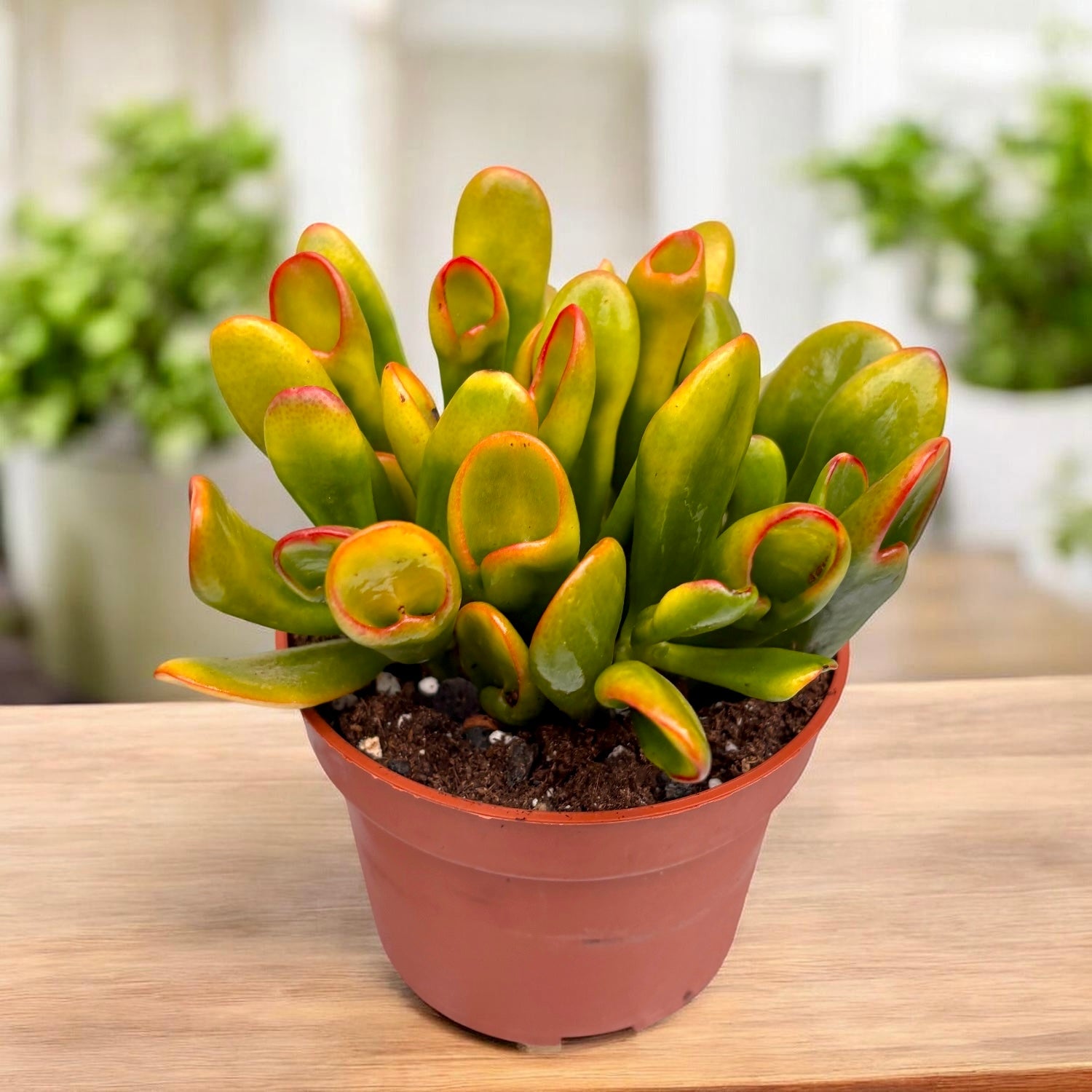 Crassula ovata ‘Gollum’ Variegata (Horn Tree Tricolor) - suculenta tricolora cu forma sculpturala