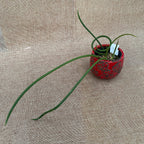 Trichocentrum stacyi